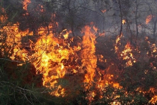 باجة: حريق جبل المسيد يتسبب في اتلاف 800 هكتار من الغطاء النباتي
