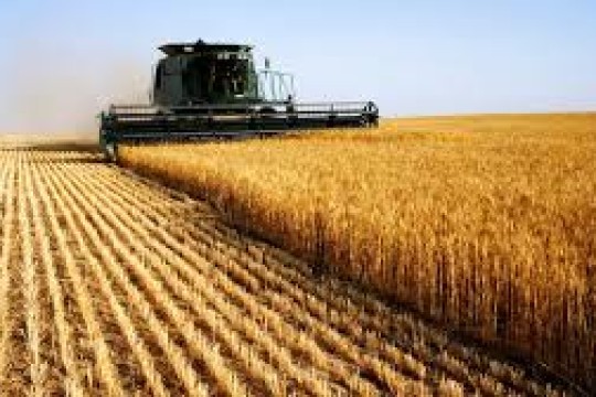 مصدر: المغرب ينتظر وصول إمدادات القمح الأوكراني