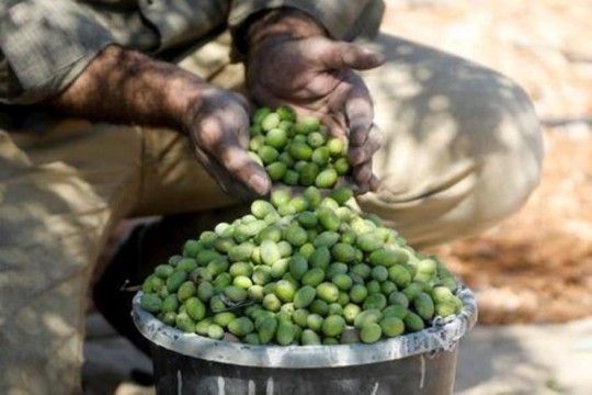 فلسطين: مئات الشبان المتطوعين يساعدون المزارعين في قطف ثمار الزيتون