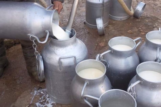 غرفة مصنّعي الحليب: أزمة حليب تلوّح في الأفق والمخزون الاستراتيجي أوشك على النفاد
