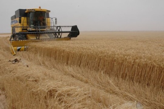 تونس تطرح مناقصة عالمية لشراء 200 ألف طن من القمح والشعير