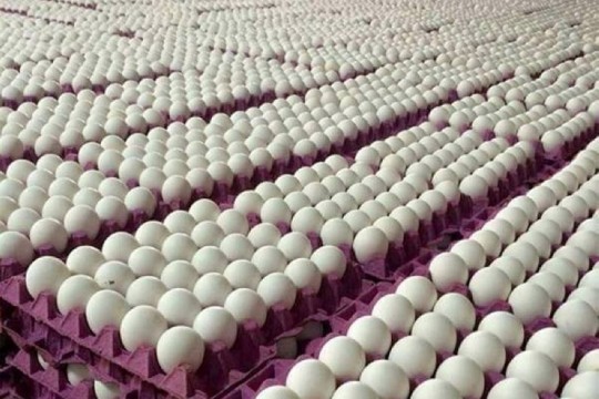 رئيس غرفة تجار لحوم الدواجن: تونس تعيش أزمة نقص في البيض بلغ 16 مليون بيضة خلال شهر سبتمبر