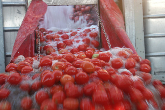 نابل: الجامعة الجهوية للطماطم المعدة للتحويل تطلق صيحة فزع .