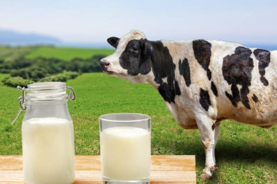 عضو نقابة الفلاحين يؤكد تفاقم أزمة الحليب وتلاشي القطيع واضمحلال المخزون التعديلي