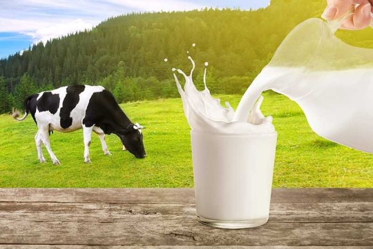 نقابة الفلاحين بالمهدية: زيادة مرتقبة في سعر الحليب الأسبوع القادم وهناك صفقة لتوريده بالعملة الصعبة