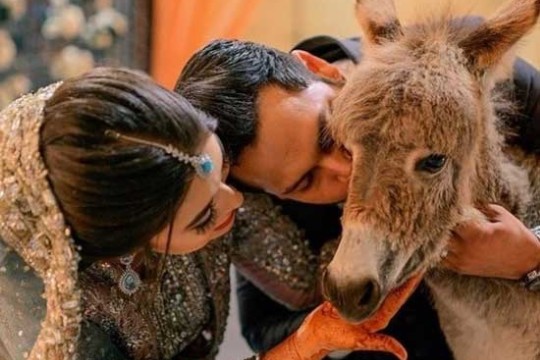 باكستاني يهدي عروسه حمارا في ليلة الزفاف