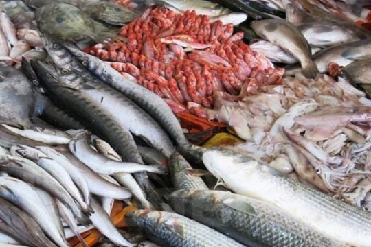 ارتفاع صادرات الصيد البحري لتبلغ  5ر496 مليون دينار مع موفى أوت 2022