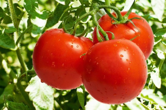 وزارة التجارة تضبط أسعار الطماطم وتتوعّد المخالفين