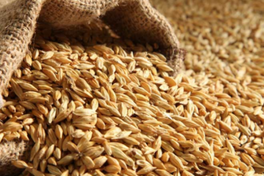 تونس تطرح مناقصة لشراء 175 ألف طن من القمح والشعير