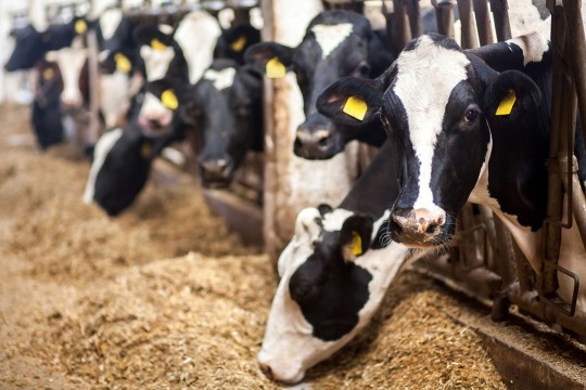 اتحاد الفلاحين يطالب بالترفيع في الحليب بـ800 مليم مع التخفيض في أسعار الأعلاف